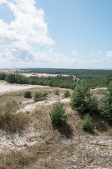 Landscape with yellow, sandy dunes, green, coniferous trees, blue sky and white clouds