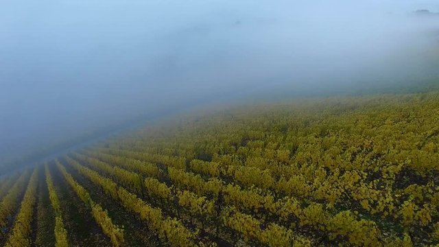 Vineyards in autumn, Ayler Kupp, Ayl, Saar Valley, Rhineland-Palatinate, Germany, Europe