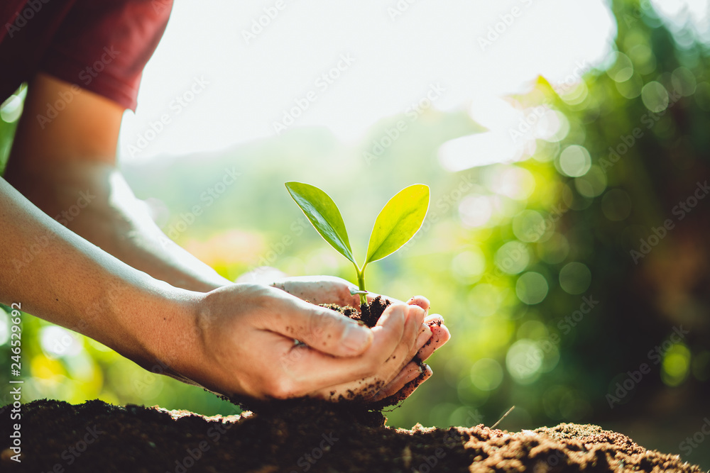 Sticker fresh green plant growing,tree growth steps in nature and beautiful morning lighting