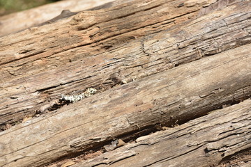 The rough surface of the bark has a unique pattern. Used as a background image