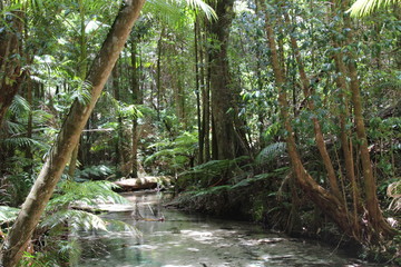 Wanggoolba Creek Fraser Island