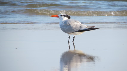 Royal Tern