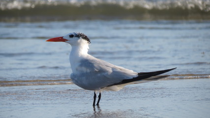 Royal Tern