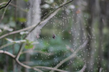 dew on spider web