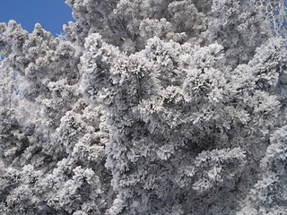 snow on tree