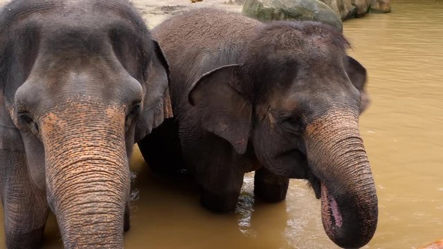 Feeding elephants in National park