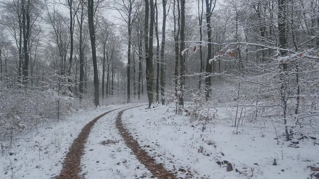 Snow covered forest in winter, Serrig, Saar Valley, Rhineland-Palatinate, Germany, Europe