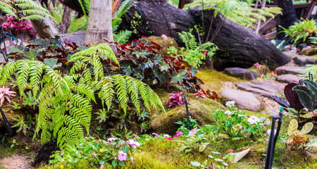 Stone and green moss decoration in japanese garden./ Panorama stone and green moss decoration in japanese cozy home flower garden after rain.