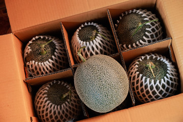 Melon in the six pack boxes The result is pretty big.