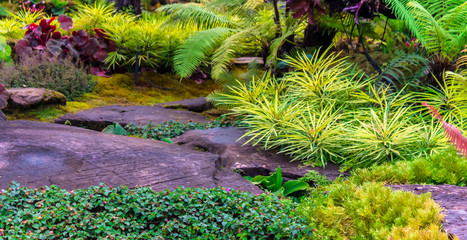 Stone and green moss decoration in japanese garden./ Panorama stone and green moss decoration in japanese cozy home flower garden after rain.