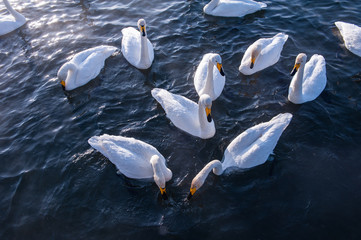 Obraz premium Piękne białe łabędzie krzykliwe pływające w niezamarzającym jeziorze zimowym. Miejsce zimowania łabędzi, Ałtaj, Syberia, Rosja.