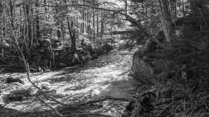 stream and trees in the forest