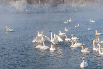 Beautiful white whooping swans swimming in the nonfreezing winter lake. The place of wintering of swans, Altay, Siberia, Russia. © olinchuk
