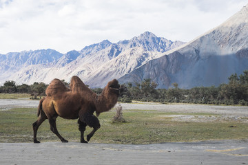 Camel walking in the mountain scenery at Nubra Valley
