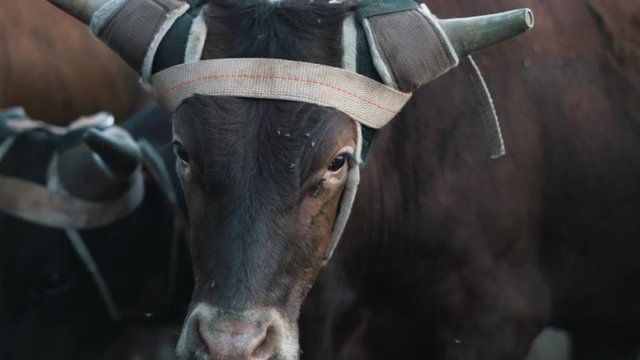 Cattle slow motion in corral