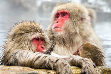 The Snow Monkey