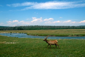 Bull Elk Yellowstone National Park 