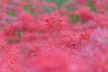彼岸花