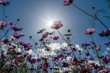空, 花, 野原, 自然, サマータイム, 青, とぶ, 風景, 雲, 牧草地, 花, 緑, 草, ピンク, 植える, 美しい, 全盛期, 雲, 庭, 美しさ, 太陽, 咲く, 白, ナチュラル, カラフル, コスモス