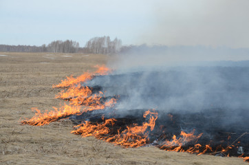 Burning grass in the steppe