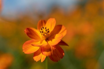 キバナコスモス