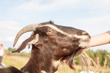 goat muzzle closeup