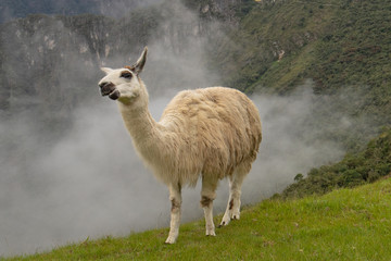 Fototapeta premium Llama in the morning mist at Machu Picchu in Peru South America