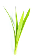 Pandom wangi Close up