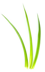 Pandom wangi Close up