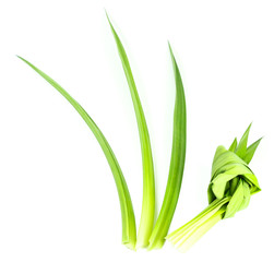 Pandom wangi Close up