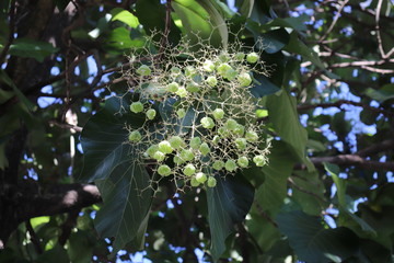 flowers in the garden