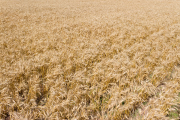Fototapeta premium the golden wheat under the sun in the field plantations
