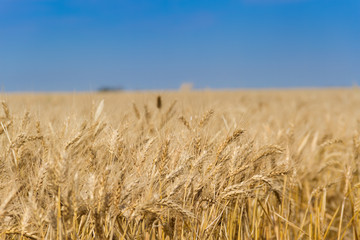 the golden wheat under the sun in the field plantations