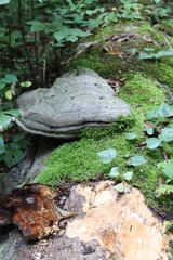 moss on stone
