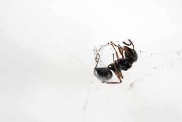 Macro Photo of Black Garden Ant Stuck on The Spider Web
