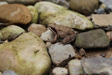 frog