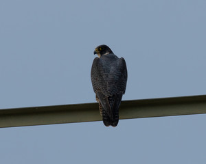 Close view of a Peregrine Falcon perched on a power line tower, seen in the wild near the San Francisco Bay