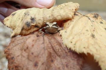 frog in the leaf