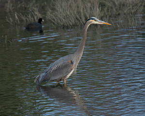 Great blue heron seen in the wild in North California at sunset