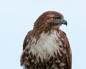 Fototapeta premium Very close view of a red-tailed hawk, seen in the wild in North California 