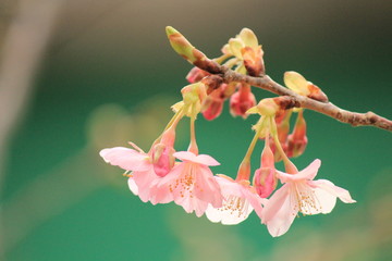 南伊豆　咲き始めた河津桜