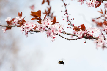 spring tree with pink flowers