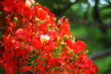 Flame Tree red colour or peacock flower with green leaf.