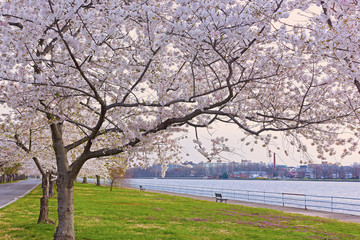 Row of blossoming cherry trees in East Potomac Park near the water, Washington DC, USA. Spring...