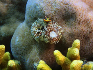 Tube worm