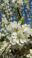 Apple tree blooms, white flowers on blue background