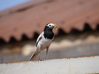 Bird on a blurred background. in the beak of the insect