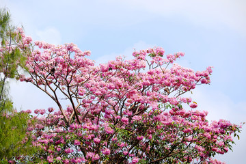 Pink trumpet tree