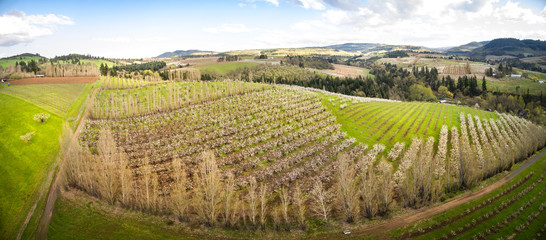 aerial view of cherry orchard