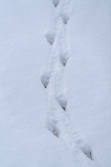 Fototapeta na wymiar Animal track lines on frosty white snow in winter